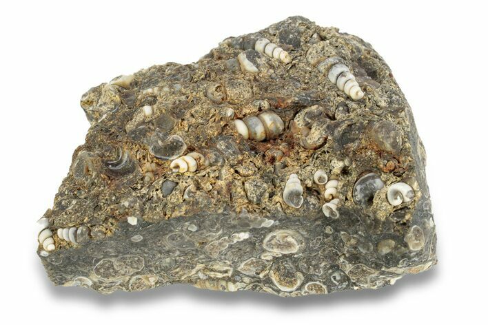 Fossil Freshwater Snails (Elimia) In Limestone - Wyoming #249000